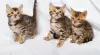 Photo №1. bengal cat - for sale in the city of Hannover | negotiated | Announcement № 129014