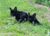 Photo №2 to announcement № 55806 for the sale of french bulldog - buy in Russian Federation from nursery