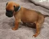 Additional photos: Boxer puppies for sale