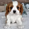 Photo №1. cavalier king charles spaniel - for sale in the city of Даллас | 300$ | Announcement № 45808