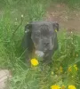 Photo №1. american bully - for sale in the city of Ivanovo | 966$ | Announcement № 19965