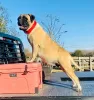 Additional photos: Magnificent Bullmastiff puppies set to go now