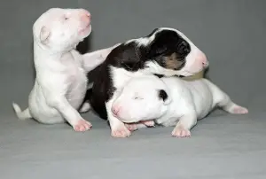 Photo №2 to announcement № 2271 for the sale of bull terrier - buy in Russian Federation from nursery