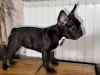 Photo №1. french bulldog - for sale in the city of Smederevo | 376$ | Announcement № 127741