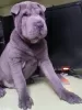 Photo №4. I will sell shar pei in the city of Kremenchug. private announcement - price - 220$