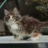 Additional photos: Female maine coon kitten for sale