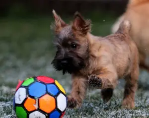 Additional photos: Girls Cairn Terrier