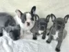 Photo №1. french bulldog - for sale in the city of Berlin | Is free | Announcement № 126730