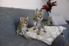 Photo №1. savannah cat - for sale in the city of Gothenburg | 898$ | Announcement № 83596