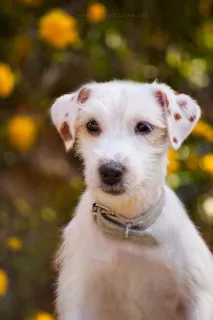 Photo №2 to announcement № 6517 for the sale of jack russell terrier - buy in Russian Federation private announcement