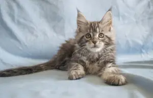 Additional photos: Maine Coon kitten