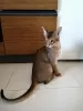 Photo №3. Very affectionate Abyssinian kitten, Abyssinian kittens. Albania