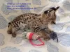 Photo №2 to announcement № 83582 for the sale of savannah cat - buy in Germany 