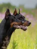 Additional photos: Dobermann puppies - Dan Smile Helgi and Adal Eskae Vangard, born on 25.08.2020.