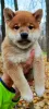 Photo №2 to announcement № 123322 for the sale of shiba inu - buy in Russian Federation private announcement