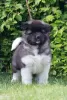 Additional photos: American Akita