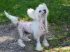 Photo №1. chinese crested dog - for sale in the city of Munich | 528$ | Announcement № 105358