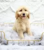 Photo №1. golden retriever - for sale in the city of Woltersdorf | 423$ | Announcement № 99460