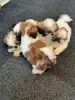 Photo №2 to announcement № 64069 for the sale of shih tzu - buy in France breeder