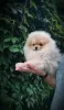 Additional photos: Pomeranian Spitz, puppies. Mini bears