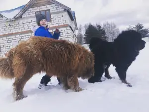 Photo №3. I will sell puppies of Tibetan_Mastif. Russian Federation