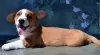 Photo №2 to announcement № 54517 for the sale of welsh corgi - buy in Russian Federation from nursery