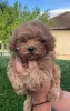 Additional photos: Poodle puppies