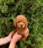 Photo №3. Toy Poodle, puppies of the highest quality. Serbia