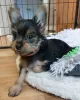 Additional photos: 2 Stunning Yorkshire Terrier Pups Left (10 weeks Old)