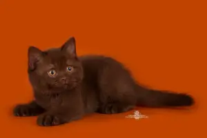 Additional photos: Kennel offers British Shorthair girls