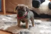 Additional photos: Border terrier pupies