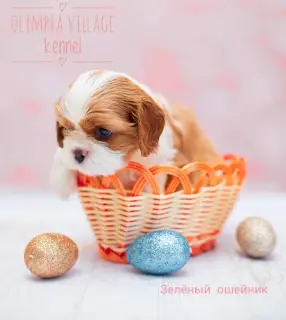 Additional photos: Kennel RKF “Olimpia Village” (Moscow) offers high-pedigree puppies Cavalier King