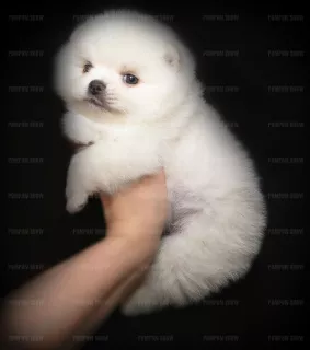 Photo №1. german spitz - for sale in the city of Novokuznetsk | 397$ | Announcement № 6442