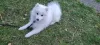 Photo №2 to announcement № 126637 for the sale of japanese spitz - buy in Germany private announcement