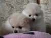 Additional photos: Pomeranian and Pomeranian Spitz, puppies