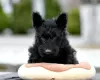 Photo №1. scottish terrier - for sale in the city of Minsk | negotiated | Announcement № 18317