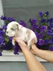 Additional photos: English bulldog, puppy