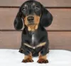 Photo №4. I will sell dachshund in the city of Chicago. private announcement - price - 500$