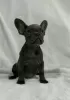 Photo №2 to announcement № 116913 for the sale of french bulldog - buy in Serbia breeder