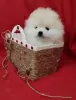 Photo №4. I will sell pomeranian in the city of Al Khobar. private announcement, from nursery, from the shelter, breeder - price - negotiated