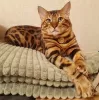 Photo №4. I will sell bengal cat in the city of Khabarovsk. private announcement - price - 325$