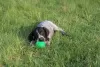 Additional photos: German Wirehaired Pointer