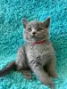 Photo №4. I will sell british shorthair in the city of Brest.  - price - 581$