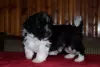 Additional photos: Havana Bichon (Havanese)