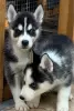 Photo №1. siberian husky - for sale in the city of Helppi | 370$ | Announcement № 96960