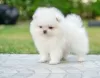 Photo №2 to announcement № 129041 for the sale of pomeranian - buy in Austria private announcement