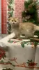 Photo №1. british shorthair - for sale in the city of Nizhny Novgorod | negotiated | Announcement № 55261