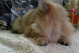 Photo №4. I will sell british longhair in the city of Tomsk. from nursery, breeder - price - negotiated