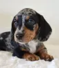 Photo №1. dachshund - for sale in the city of Berlin | 423$ | Announcement № 105231