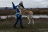 Photo №4. I will sell akita in the city of Cherkassky Bishkin. from nursery - price - negotiated